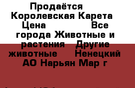 Продаётся!     Королевская Карета › Цена ­ 300 000 - Все города Животные и растения » Другие животные   . Ненецкий АО,Нарьян-Мар г.